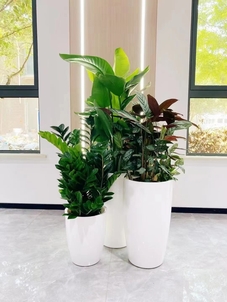 宁波江北绿化修剪专业